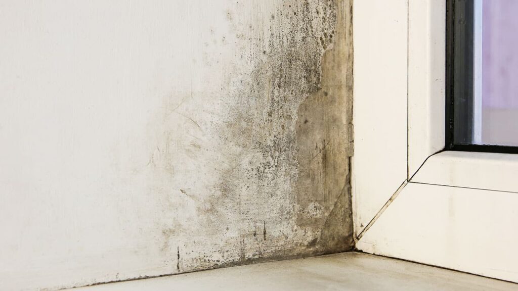 Close-up of a corner wall with black mold growth near a white window frame. The damp surface fosters dark patches of mold, contrasting with the otherwise white area, indicating potential moisture issues. ©Mobysoft